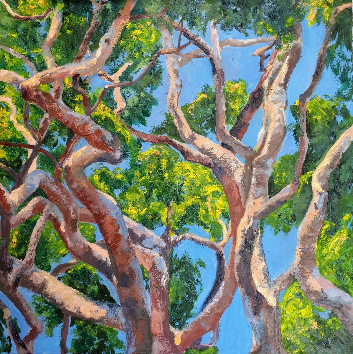 "Angophora," oil on canvas, 16x61 cm, 24x24 inches, private collection, New York City, USA