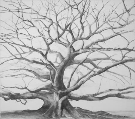"Strength and Structure," charcoal on canvas, private collection, Newcastle NSW, also available as archival quality reproduction on rag paper or on canvas